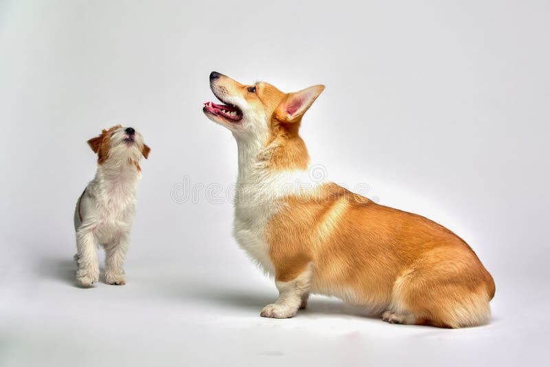 Los perros juegan en el estudio en un fondo blanco miran en la cima de Jack Russell Terrier y del Corgi Galés, aislante imagenes de archivo Los perros juegan en el estudio en un fondo blanco miran en la cima de Jack Russell Terrier y del Corgi Galés, aislante imagenes de archivo
