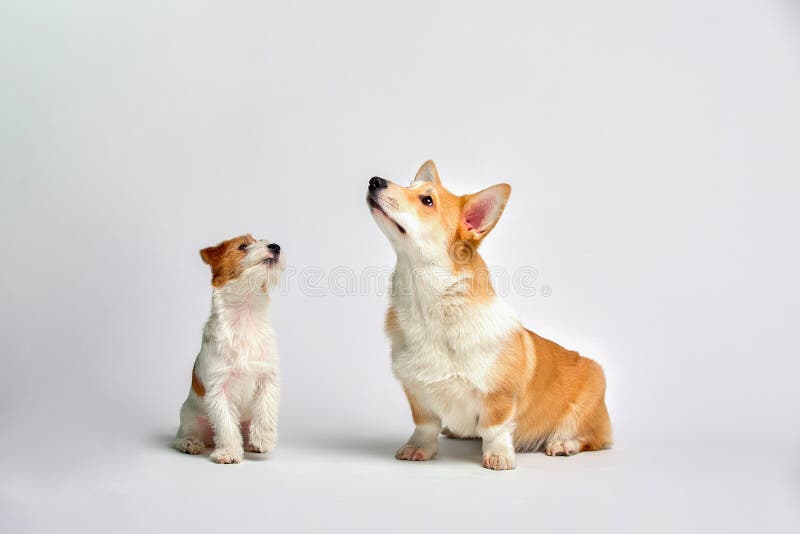 Los perros juegan en el estudio en un fondo blanco miran en la cima de Jack Russell Terrier y del Corgi Galés, aislante fotos de archivo libres de regalías Los perros juegan en el estudio en un fondo blanco miran en la cima de Jack Russell Terrier y del Corgi Galés, aislante fotos de archivo libres de regalías