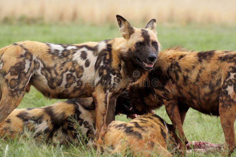 Los perros salvajes que introducen, colocaré al protector fotos de archivo libres de regalías Los perros salvajes que introducen, colocaré al protector fotos de archivo libres de regalías