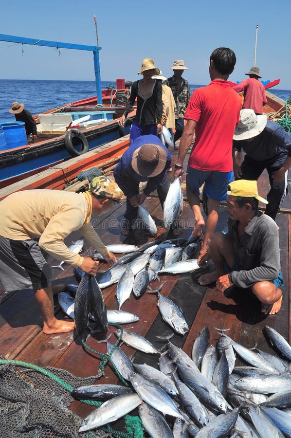 Los pescadores están recogiendo los pescados de atún cogidos por las redes de red barredera en el mar de la bahía de Nha Trang imágenes de archivo libres de regalías Los pescadores están recogiendo los pescados de atún cogidos por las redes de red barredera en el mar de la bahía de Nha Trang imágenes de archivo libres de regalías