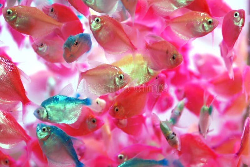 Los pescados tropicales coloridos translúcidos imágenes de archivo libres de regalías Los pescados tropicales coloridos translúcidos imágenes de archivo libres de regalías