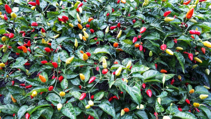 Los pimienta cayenne están listos para la cosecha