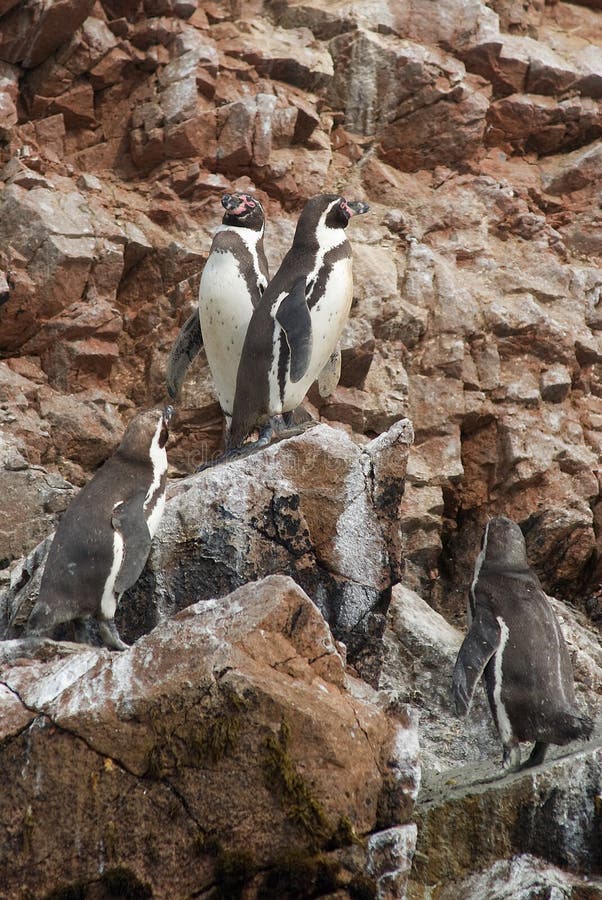 Pingüino De Humboldt En La Isla Ballestas, Parque Nacional De Paracas