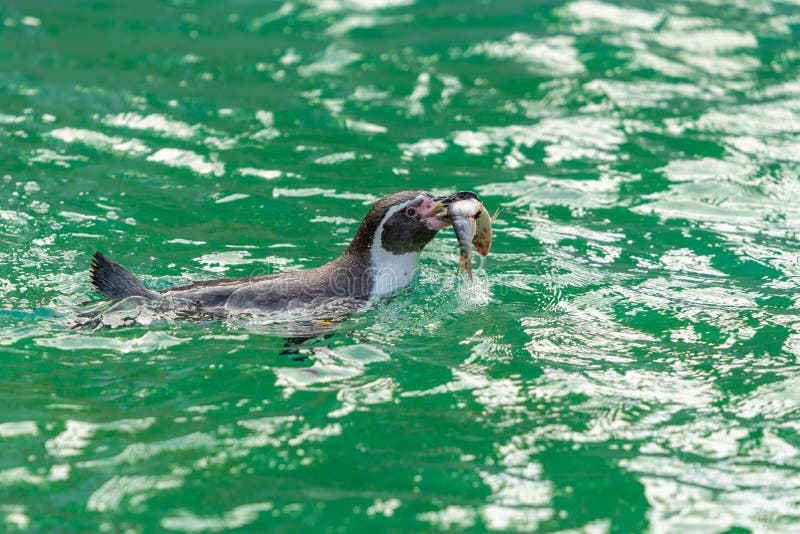 Los pingüinos de los pagos del ¡de Galà alimentan en pescados como su dieta baja fotografía de archivo libre de regalías Los pingüinos de los pagos del ¡de Galà alimentan en pescados como su dieta baja fotografía de archivo libre de regalías
