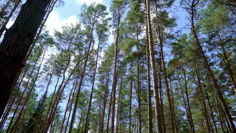 Los pinos delgados con los troncos rectos en pinos delgados y altos del bosque crecen en madera