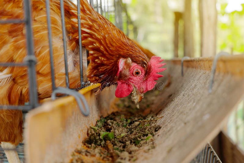 Los pollos en una jaula picotean la comida de un canal de alimentación imágenes de archivo libres de regalías Los pollos en una jaula picotean la comida de un canal de alimentación imágenes de archivo libres de regalías