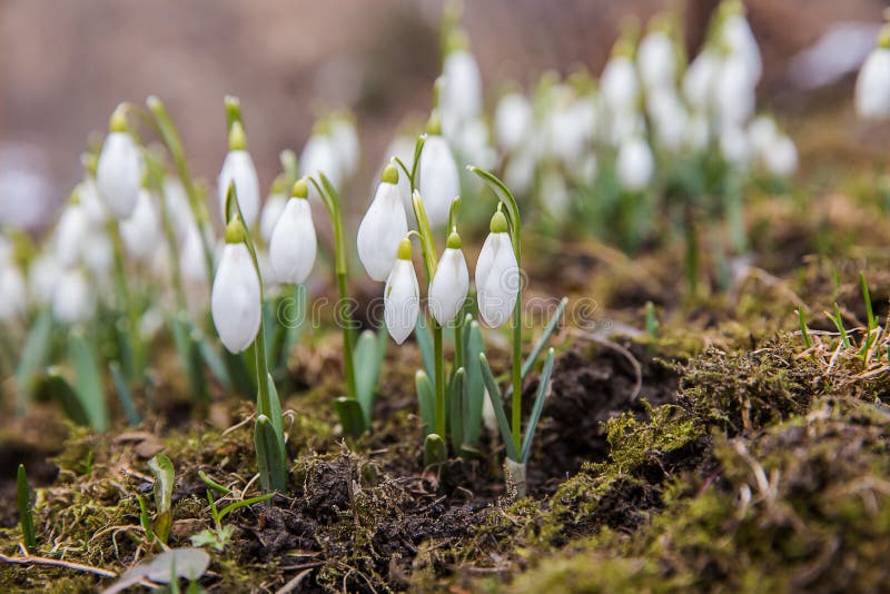 Los primeros snowdrops foto de archivo Los primeros snowdrops foto de archivo