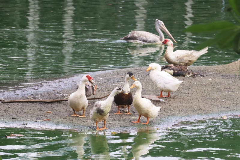 Los pájaros de agua que gozan en una charca foto de archivo libre de regalías Los pájaros de agua que gozan en una charca foto de archivo libre de regalías