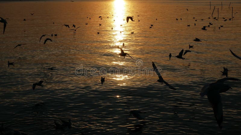 Los pájaros de vuelo contra la reflexión riegan el mar en la puesta del sol