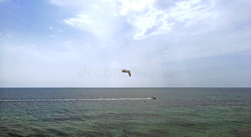 Los pájaros persiguen el barco de la pesca profesional de la costa de España fotografía de archivo Los pájaros persiguen el barco de la pesca profesional de la costa de España fotografía de archivo