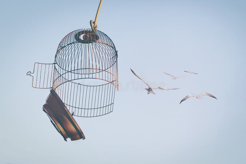 Birds flying out of cage to the blue sky.  The concept of lifting restrictions. Defocused photo with soft focus. Birds flying out of cage to the blue sky.  The concept of lifting restrictions. Defocused photo with soft focus