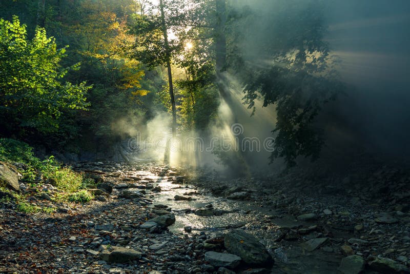 Los rayos del ` s del sol hacen su manera a través de la niebla de la mañana contra el contexto de un río y de un bosque pintores
