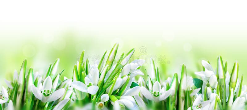 Beautiful snowdrops flower blossom isolated on white panorama background. Spring nature. Greeting card template. Soft toned. Beautiful snowdrops flower blossom isolated on white panorama background. Spring nature. Greeting card template. Soft toned.