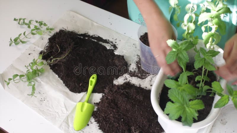 Los trasplantes de la muchacha acuñan a partir de una maceta a otra Trabajos con el suelo usando una espátula plástica