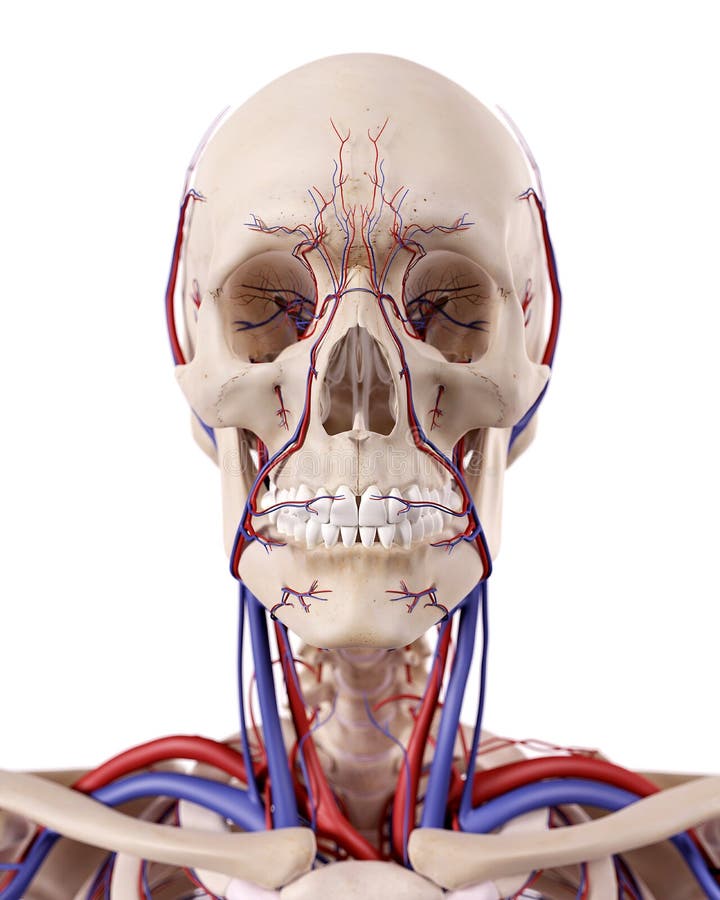 Los Vasos Sanguíneos Del Cuello Stock de ilustración Ilustración de