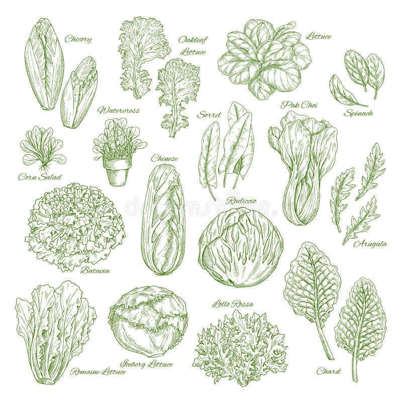 Los verdes de la hoja y de la verdura de la ensalada bosquejan diseño determinado ilustración del vector Los verdes de la hoja y de la verdura de la ensalada bosquejan diseño determinado ilustración del vector