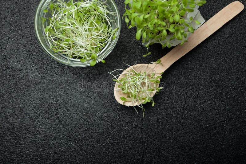 Los verdes micro frescos orgánicos son ricos en antioxidantes y vitaminas en un fondo negro, espacio vacío para el texto fotos de archivo libres de regalías Los verdes micro frescos orgánicos son ricos en antioxidantes y vitaminas en un fondo negro, espacio vacío para el texto fotos de archivo libres de regalías