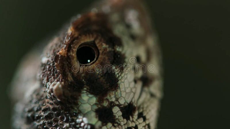 Los volans del Draco, el lagarto que vuela común, son especies de lagarto endémicas a Asia sudoriental fotos de archivo libres de regalías Los volans del Draco, el lagarto que vuela común, son especies de lagarto endémicas a Asia sudoriental fotos de archivo libres de regalías