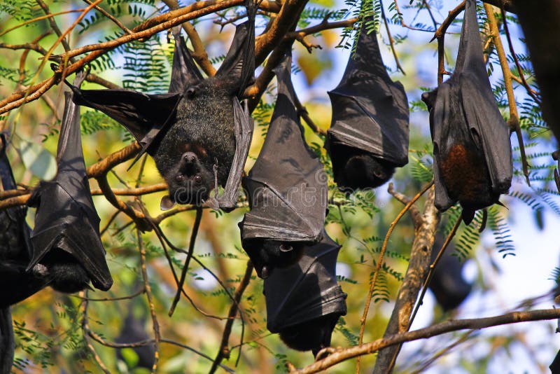 Los zorros de vuelo - golpee la ejecución en una rama de árbol fotos de archivo libres de regalías Los zorros de vuelo - golpee la ejecución en una rama de árbol fotos de archivo libres de regalías