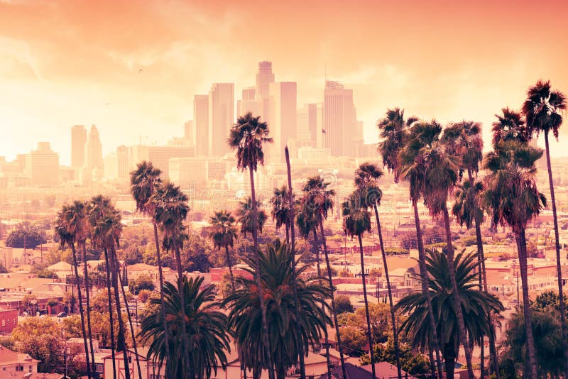 Beautiful sunset through the palm trees, Los Angeles, California. Beautiful sunset through the palm trees, Los Angeles, California.