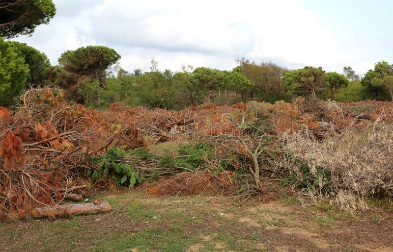 Los árboles cayeron después del paso del tornado potente foto de archivo Los árboles cayeron después del paso del tornado potente foto de archivo