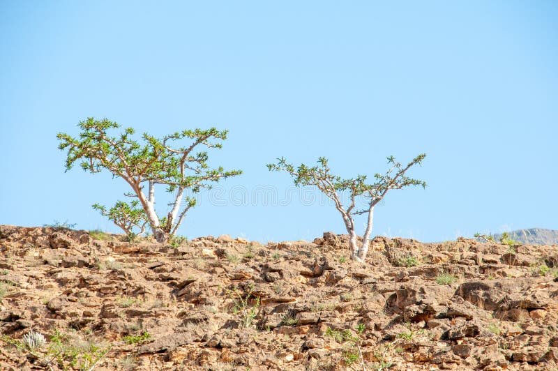 Los árboles De Incienso De Frankeniss De Wadi Dawkah Oman Foto de