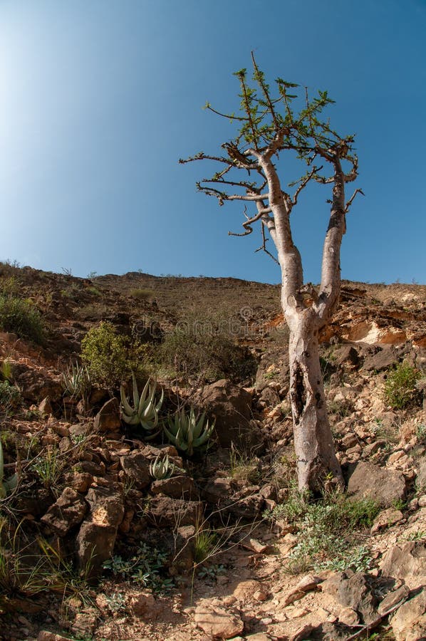 Los árboles De Incienso De Frankeniss De Wadi Dawkah Oman Foto de