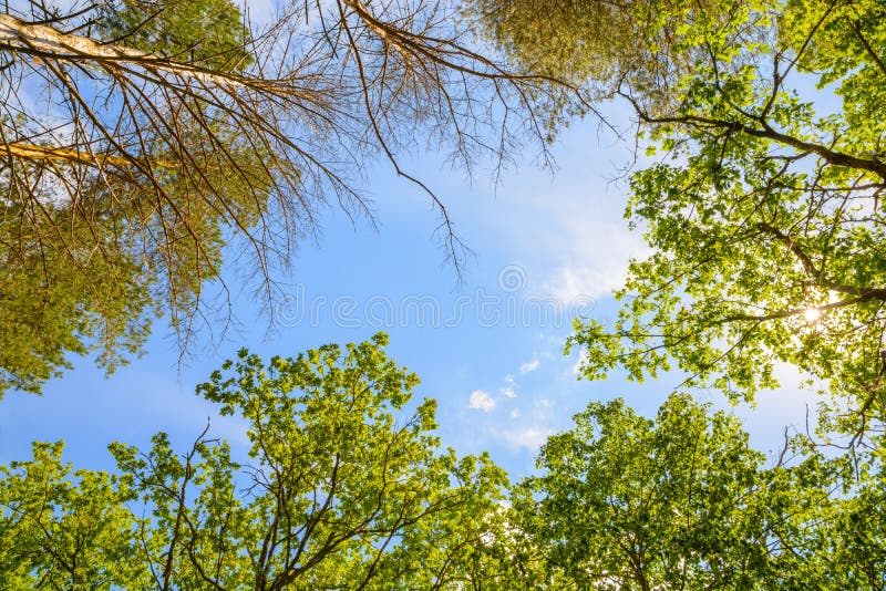 Los árboles verdes rematan en el bosque, el cielo azul y los haces del sol brillando a través de las hojas fotos de archivo Los árboles verdes rematan en el bosque, el cielo azul y los haces del sol brillando a través de las hojas fotos de archivo