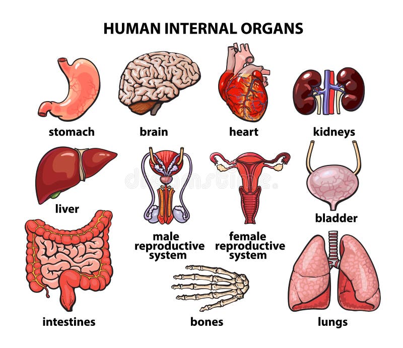 Los órganos Internos Del Hombre Sistema Ilustración Del Vector