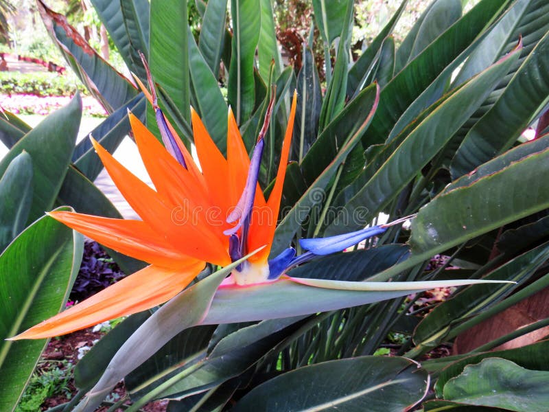 Lose up of bird of paradise plant in natural garden. Bird of Paradise tropical flowers background stock images Lose up of bird of paradise plant in natural garden. Bird of Paradise tropical flowers background stock images
