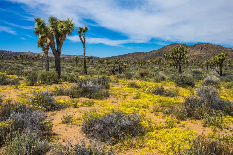 Lost Horse Mine stock image. Image of preserve, arid - 26097957