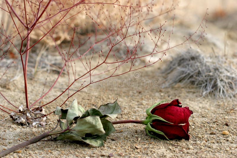 Ztratil suché rose, kterým se na zemi, symbolizující ztracené lásky nebo rozbití.