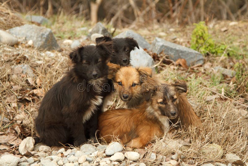 Lost puppy stand together