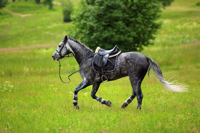 Lost rider horse galloping in a summer meadow