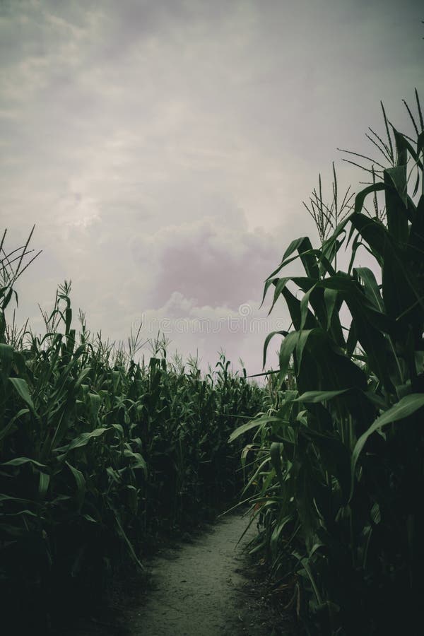 Lost in spooky summer corn maze run