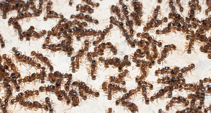 Lot of ants on a wall