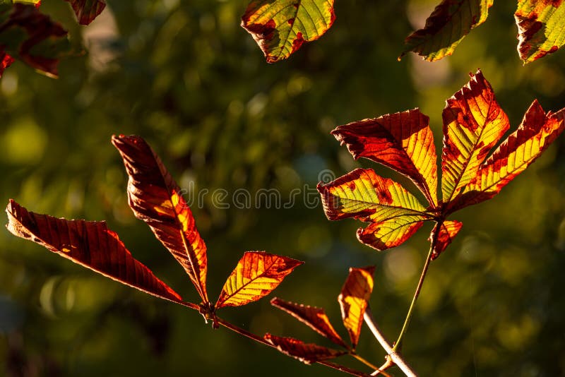 A lot of autumn fall coloured tree leaves in amazing morning sunrise warm light, seasons specific. In Carol Park from Bucharest royalty free stock images