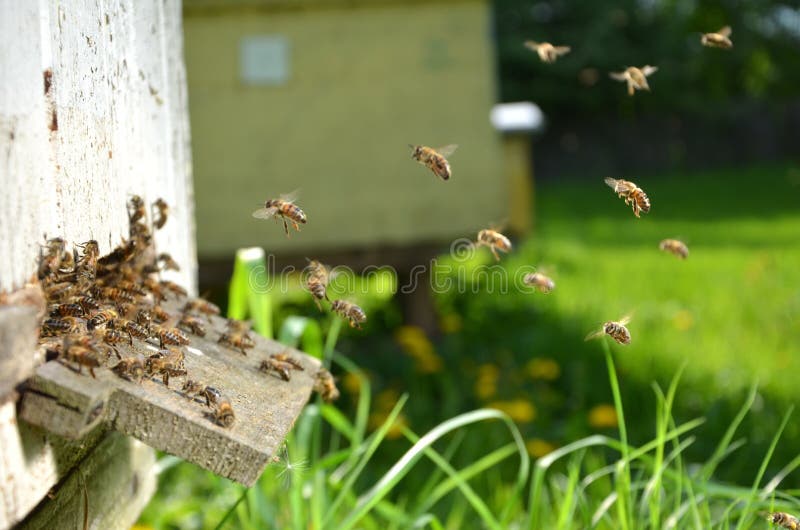 A lot of bees entering a beehive