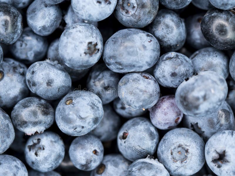 Lot of blueberry close up stock image. Image of ripe 128190439
