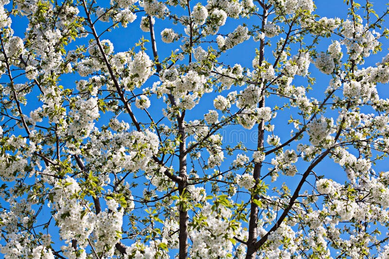 A Lot of Branches of Cherry Blossoms Stock Image Image of tree