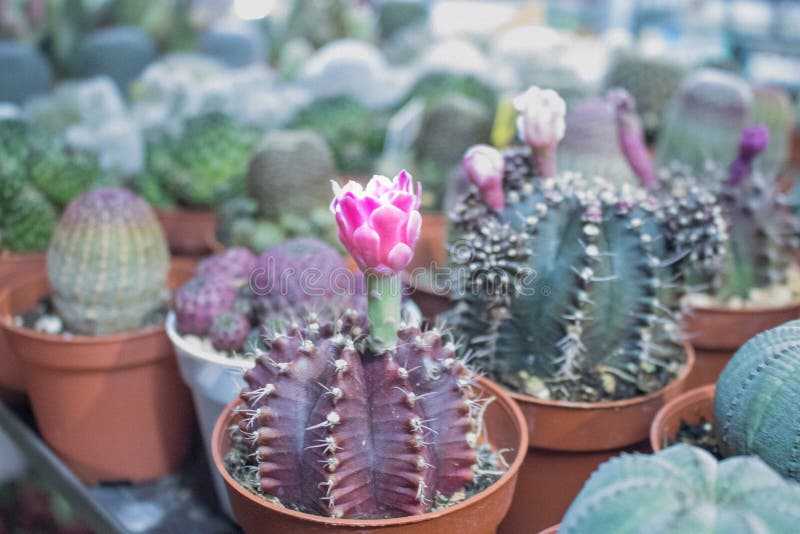 A Lot of Cactus with Pink Cactus Flower Stock Photo Image of