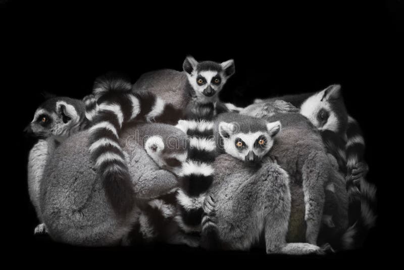 Lemurs Gathered in a Heap Group for a Night`s Sleep, Restless Glance of  Burning Eyes of Animals. Isolated on Black Background Stock Image - Image  of nightmare, catta: 158230799