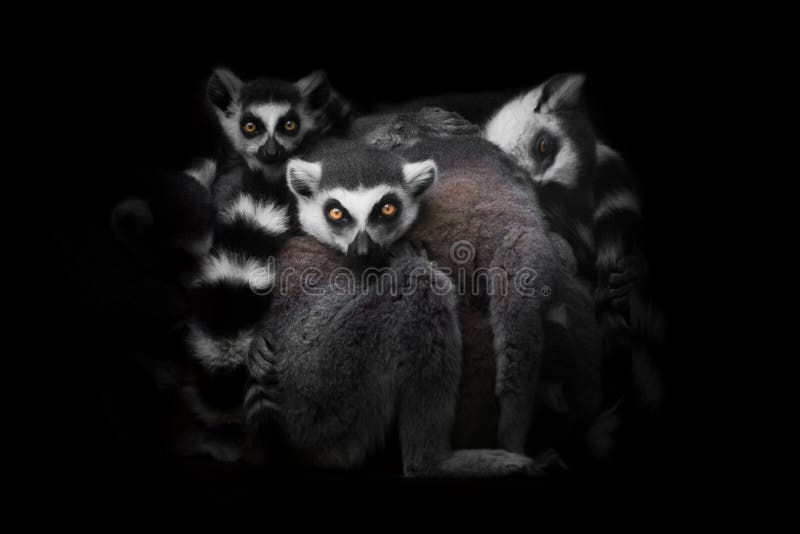 Lemurs gathered in a heap group for a night`s sleep, restless glance of burning eyes of animals. Isolated on black background.