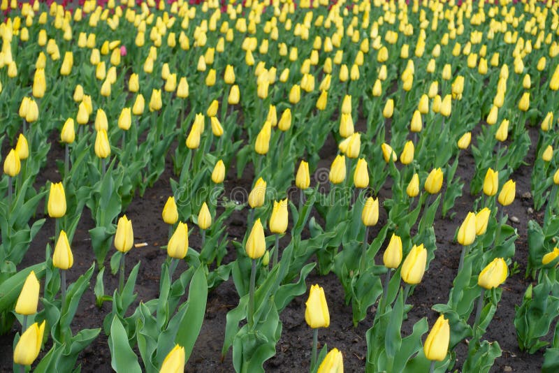 A lot of buds of yellow tulips in April stock image