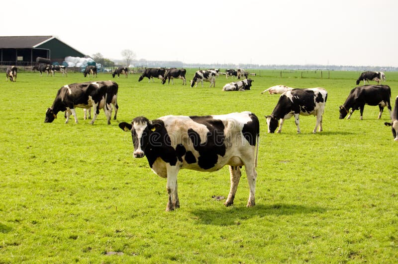 A lot of cows in a fresh meadow field