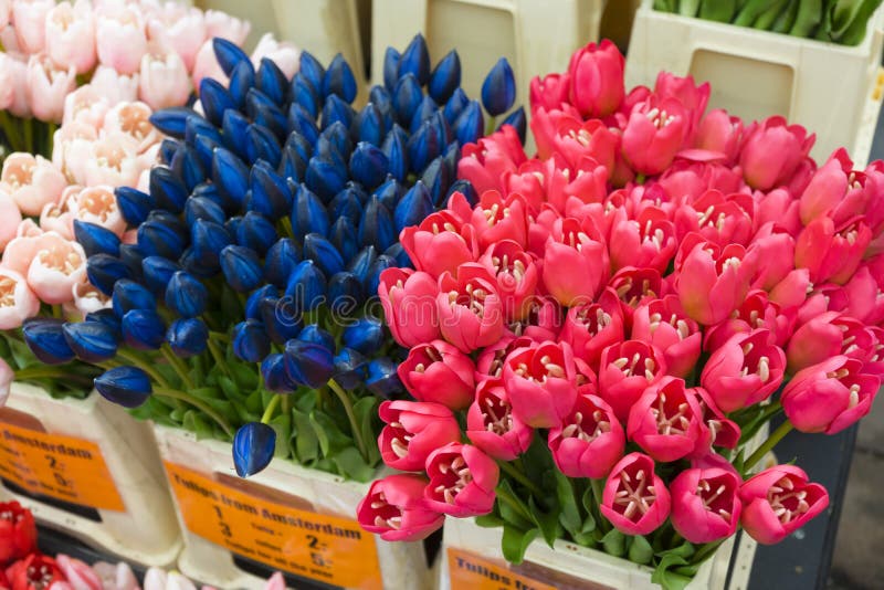 A Lot of Different Color Tulips in the Shop at Amsterdam Flower Market ...