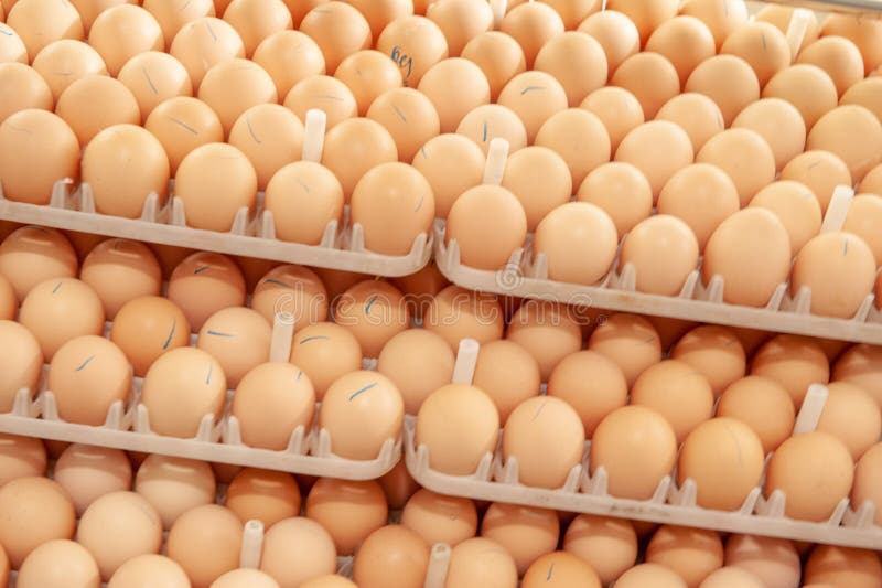Lot of eggs on tray from breeders farm. royalty free stock images Lot of eggs on tray from breeders farm. royalty free stock images
