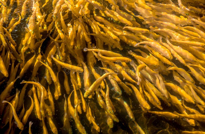 A Lot Of Gold Trout Floating In A Pond On A Trout Farm Stock Image Image of freshwater, lake