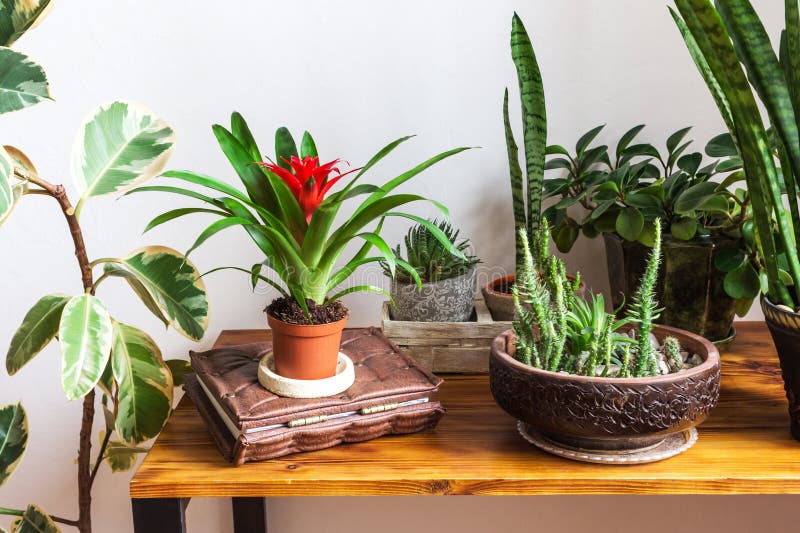 Houseplants on wooden desk in stylish interior. A lot of houseplants on wooden table in modern interior. Potted house plants royalty free stock photography
