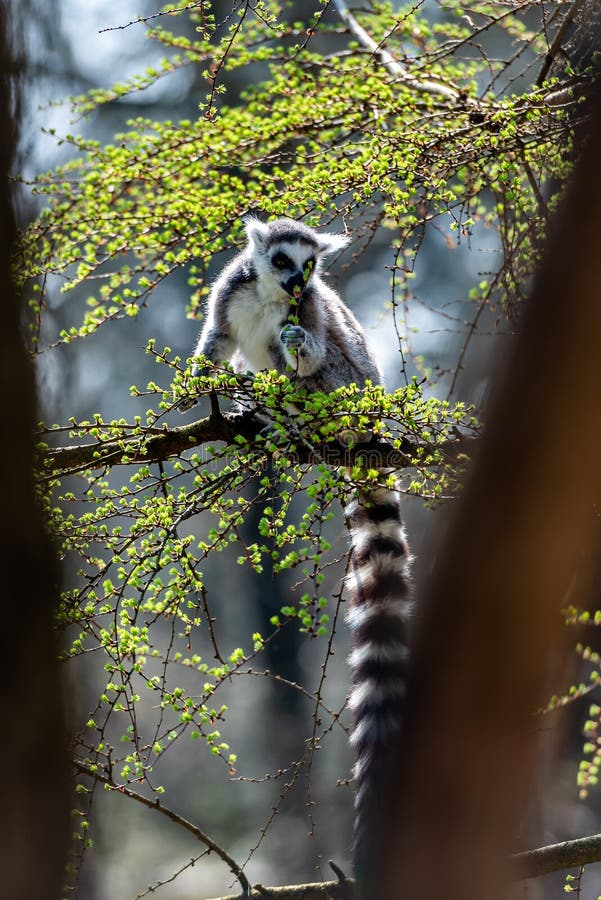A lot of lemur catta in a tree royalty free stock images A lot of lemur catta in a tree royalty free stock images